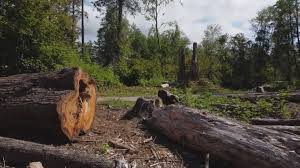 Best Weed Control  in Marietta Alderwood, WA