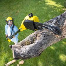 Best Root Management and Removal  in Marietta Alderwood, WA