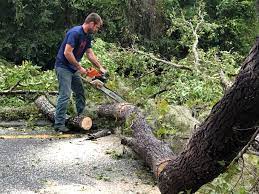 How Our Tree Care Process Works  in  Marietta Alderwood, WA