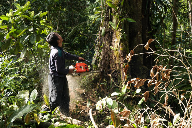 Trusted Marietta Alderwood, WA Tree Services Experts