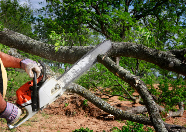 Best Tree Trimming and Pruning  in Marietta Alderwood, WA